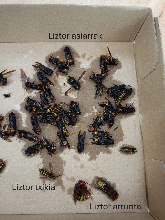 Liztorrak.jpeg