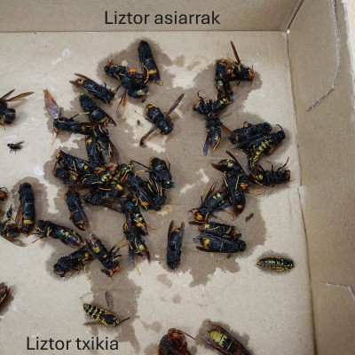 Liztorrak.jpeg